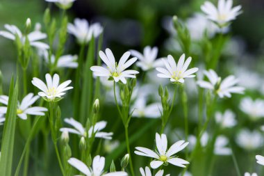 Stellaria holostea. delicate forest flowers of the chickweed, Stellaria holostea or Echte Sternmiere. floral background. white flowers on a natural green background. close-up. soft focus clipart