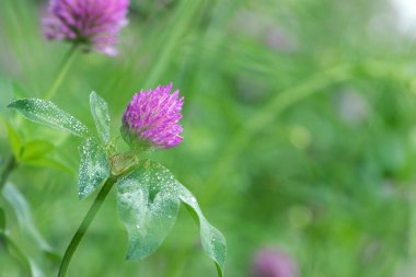Kırmızı Yonca, Trifolium pratense, tipik bir çayır ortamında. Narin bir çiçek, açık yeşil bir arka planda, yağmurdan sonra damlalar, sabah çiyleri, yapraklarda nem. makro doğa.