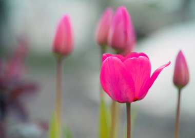 Tulipa. Kırmızı laleler. Bahçedeki bir çiçek tarlasında açan güzel çiçekler. Hassas kırmızı laleler. Çiçekli tatil geçmişi, yakın plan, bokeh. Bahar çiçekleri