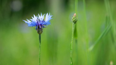 Cornflower, Centaurea siyanus, Arable Fields çiçeği. Mavi kır çiçekleri, doğal çiçek arkaplanı. Çiçekler, yakın plan, bulanık arkaplan. Çayır çiçeği, maviler içinde güzel çiçekler açar. makro doğa