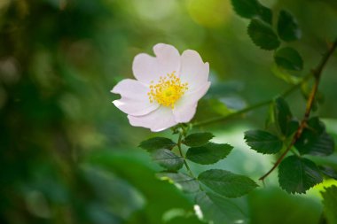 Hassas pembe gül çiçeği. Koyu yeşil yapraklardan oluşan bir arka planda duran güzel bir yaban gülünün fotoğrafı. Orman çiçekleri, yakın plan. Gül çiçeği, çay, aromaterapi, ilaç, kozmetoloji