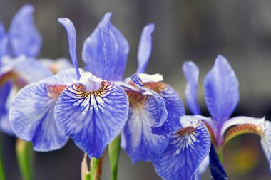 İrideae. Bahçede mor iris çiçekleri açıyor. Bahçede mavi ve mor çiçekler. Makro fotoğraf, çiçekli doğal arka plan. Çok güzel çiçekler. Bulanık arkaplan