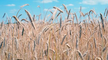 Tarlada altın buğday başakları. Tarlanın sarı arka planında olgunlaşmış altın buğday kulakları. Doğa. Zengin bir yaz hasadı, tarım ve tarım endüstrisi fikri..