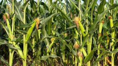 Genç mısır koçanları ve yeşil yapraklar yakın plan çekimde. Mısır çiftliği. Organik mısır tarlasında seçici bir mısır koçanı resmi. İyi hasat, tarım kavramı. tarım arazisi