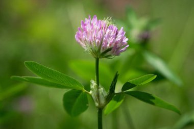 Kırmızı Yonca, Trifolium pratense, tipik bir çayır ortamında. Açık yeşil arkaplanda narin bir çiçek. Makro doğa. Yabani çiçek. Pembe yonca, tarlada çiçek. yakın plan