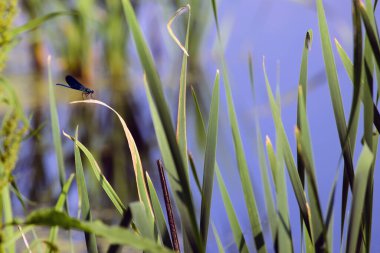Calopteryx başak. Yusufçuk çiy damlalarıyla çimlerin üzerinde oturur. Küçük yırtıcı. Büyük mavi kanatlı güzel yusufçuk. Doğal güzellik, gölde bahar. Bokeh, kapat. makro doğa
