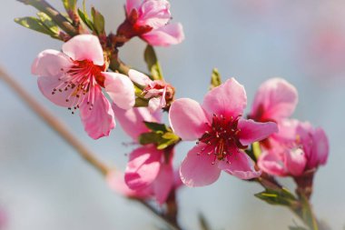 Pembe yapraklı bir dalda şeftali çiçekleri, merkezinde daha yoğun sarı polenler. Bokeh etkisi ile odaklanmış arka plan. Bahçedeki bir dalda yakın plan, narin çiçekler.