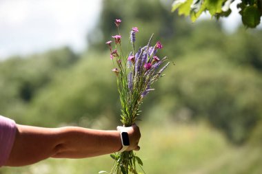 Kadının eli bir buket yabani çiçeği tutuyor, kol mesafesinde. Bir kadının elinde buket. Doğa, yazın yürüyüş, güneşli bir gün. Bahar mevsimi. Tarla bitkileri, otlar. yakın plan