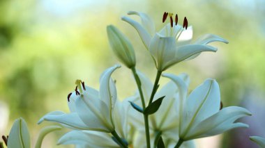 Lilium. Beyaz zambak tarlası. Güzel zambak çiçeği, yakın plan. Bahçedeki çiçek tarhında narin beyaz zambaklar. Çiçek arkaplanı. Bulanık yeşil arka plan. Yaz bahçesi