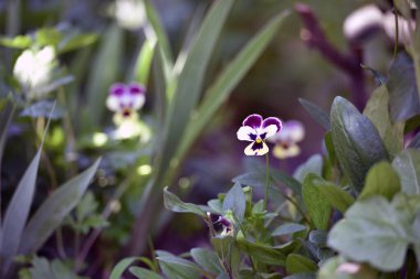 Viola tricolor. Viola plant with violet flower , Viola, Common Violet, pansy flower. delicate blue, purple and yellow flowers in the garden, in the flowerbed. floral background. close-up. vertically clipart