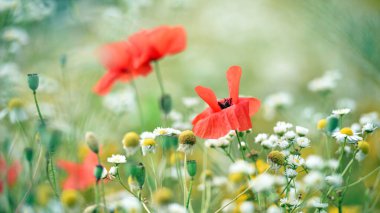 Red poppy. wildflowers. floral background. wild flower, beautiful poppy flower on a blurred background, flower in the grass, and white daisies. nature close-up. spring or summer season clipart