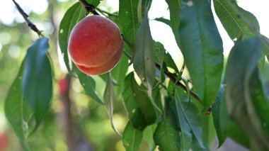 Bir dalda şeftali. Parlak olgun şeftaliler. Bahçede meyveler yetişir. Meyve bahçesi dalı. Çiftçilik, tarım. Yakın plan, tatlı sulu şeftali. Yeşil yapraklar. Hasat zamanı. Vejetaryen, diyet, yaz vitaminleri