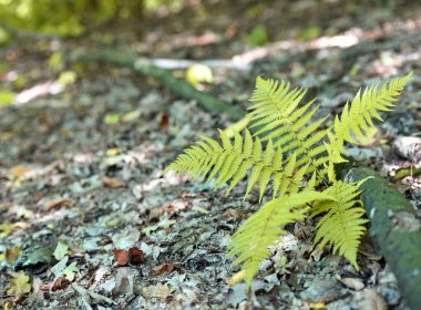 Renkli eğreltiotu yaprakları yeşil yapraklar güneş ışığında doğal çiçek eğreltiotu arkaplanı. Yeşil eğreltiotu yaprakları ormandaki arka plan için. Doğal yeşil eğreltiotu yaprakları ormandaki dokuyu kapatır.