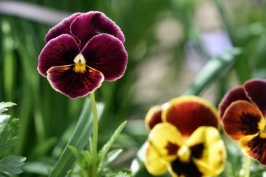 Viola tricolor. Viola plant with violet flower , Viola, Common Violet, pansy flower. delicate blue, purple and yellow flowers in the garden, in the flowerbed. floral background. clipart