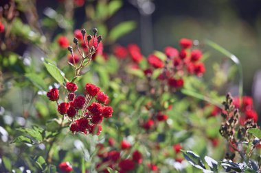 Taze kırmızı gül çalısı. Güneşte kırmızı güller, parkta çiçek açan güller, kartpostal için şenlikli bir buket, botanik bahçesinde güller. Küçük çiçekler, yakın plan. Çiçek arkaplanı