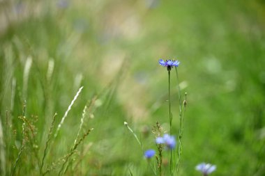 Cornflower, Centaurea siyanus, Arable Fields çiçeği. Mavi kır çiçekleri, doğal çiçek arkaplanı. Çiçekler, yakın plan, bulanık arkaplan. Çayır çiçeği, maviler içinde güzel çiçekler açar. makro doğa