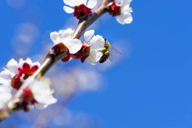 İlkbaharda mavi gökyüzüne karşı açan güzel beyaz kayısı dalları. Bir arı çiçeklerden nektar toplar. Yakın plan, bahçede çiçek açan bir ağaç ve narin bir çiçekte bir arı.
