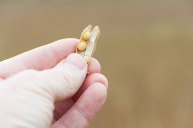 Glisin maksimum. Elde soya. Elit soya fasulyesi çiftçinin elinde, parmaklarını tutuyor. Bir sürü soya fasulyesi. Sonbahar sezonu. Hasat, sonbahar hasadı, yakın çekim, makro fotoğraf.