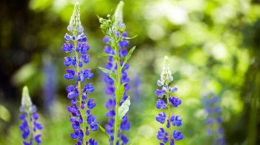 Hassas ve güzel orman çiçekleri. Pembe çiçekli bir lupin tarlası. Çayırda mor lupin. Lupin infloresans. Güzel yeşil bulanık arka plan, Bokeh. Boşluğu kopyala