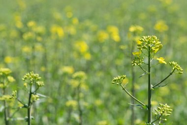 Tecavüz tohumu. Brassica napus. Güneşli yaz gününde çiçek açıyorlar. Sarı çiçek, bulanık doğal arka planda izole edilmiş. Avrupa 'da ya da Asya' da tarım. Çiçekli arka plan, yakın plan. yumuşak odak