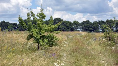 Çiçek açan bir bahar tarlasında ağaç. Genç yeşil ağaç, taze yapraklar. Saha yolu, yazın açan tarla. Kır çiçekleri. Güzel sezon. Ukrayna 'da doğanın güzelliği