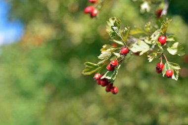 Crataegus. Bir dalda sonbahar ormanı kırmızı böğürtlen. Kızıl Şahin 'in doğal arkaplanlı olgun kış meyvelerinin yakın çekimi. Bokeh, mesaj için yer. Hawthorn çalılığı, ilaç böğürtlenleri, kozmetoloji