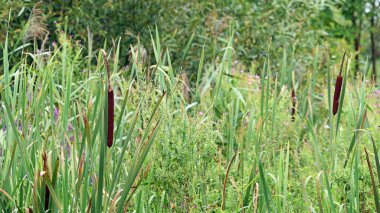Typha angustifolia. Yakından yaklaş, su tesisatı. sazlıklar. Doğal bir geçmişi var. Fazla gelişmiş nehir kıyısı. Bataklıktaki bitkiler. Gölde sazlıklar. sonbahar sezonu