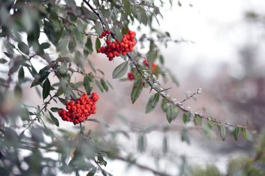 Sonbahar yapraklı bir dalda kırmızı rowan üzümü. Güzel kırmızı böğürtlenlerle kaplı Rowan dalları. Rowan. Kışın çilek. Kırmızı Rowan yakın plan.