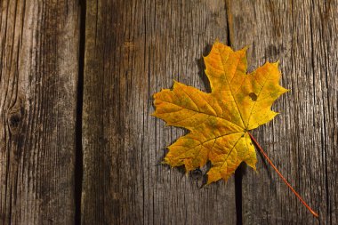 Sonbahar arkaplanı. Sarı akçaağaç yaprağı, ahşap arka planda izole edilmiş. Sonbahar kompozisyonu. Düz yatış, üst manzara. Mesaj için yer, logo. Yakın plan. Yaprak sonbahar sezonu. seçici odak