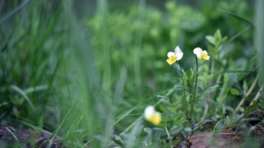 Viola arvensis. Mor çayırlarda yetişir. Yeşil arka planda küçük, narin, beyaz-sarı bir çiçek. Vahşi orman güzel viyola çiçekleri, bulanık yeşil arka planda, yakın plan