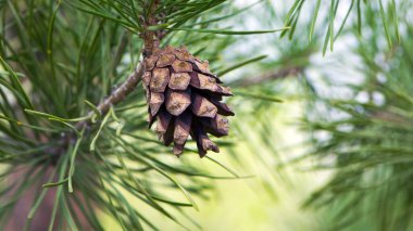 Çam ağacında çam kozalağı. Pinus. İzole edilmiş çam. Açık doğal arka planda izole edilmiş kozalaklı çam dalı. Ormandaki ya da parktaki kozalaklı ağaç dalları, yakın plan.