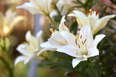 Lilium. Beyaz zambak tarlası. Güzel zambak çiçeği, yakın plan. Bahçedeki çiçek tarhında narin beyaz zambaklar. Çiçek arkaplanı. Bulanık yeşil arka plan. Yaz bahçesi