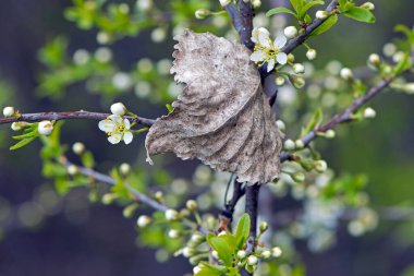 Kiraz dalı ya da erik cerasiferası, ve üzerinde eski bir kuru yaprak. bahar arkaplanı. Kuru kahverengi yaprak, ormandaki ağaç. İlkbaharda sonbahar yaprağı değiştirilecek. Bahçede çiçek açan ağaç