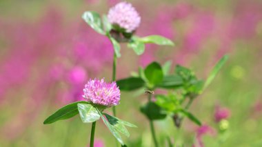 Arı yonca çiçeği üzerinde çalışıyor, polen topluyor. parlak narin pembe yonca çiçeği, bal arısı. Makro doğa, kır çiçeği, yararlı böcek, ilkbahar ya da yaz güneşli bir gün, yakın çekim. doğal arkaplan