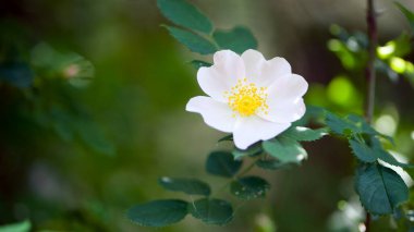 Çok güzel bir gül çiçeği. Rosehip, Rosa canina hafif pembe çiçekler dallarda çiçek açıyor, güzel yabani çalılar. Rosa Woodsii, orman ya da kapalı alan gülü olarak bilinen çeşitli gül kalçaları..