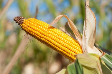 Mısır koçanı, yakın plan. Çiftlik, organik mısır tarlasında mısır koçanı. İyi hasat kavramı, sarı mısır taneleri. Seçici odaklanma. Zirai işler. Çiftlik arazisi. Hasat. mevsimlik hasat işi