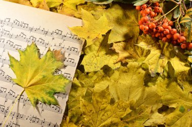 Müzik notaları. Yapraklar, güzel sonbahar arkaplanı. Yaratıcılık kavramı, sonbahar melodisi. Kuru yapraklar ve Rowan, notalı kağıt çarşaf. Yakın plan. Mevsimsel. Sonbahar melankolisi, depresyon