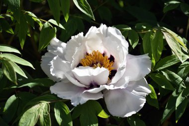 Şakayık çiçeği. Yeşil yapraklı büyük beyaz çiçekler. Zarif beyaz şakayık çiçekleri içinde sarı polenler bahçede çiçek açıyor. Çok güzel renkli şakayık, makro yakın plan. Aç