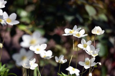 Anemone heceleme. Çiçek tarlasında, bahçedeki narin çiçekler. Çiçek arkaplanı. Güzel hassas Anemone heceleri. Doğal arka planda beyaz çiçekler. Yakın plan. Güneş ışığı. Bahar mevsimi