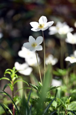 Anemone heceleme. Çiçek tarlasında, bahçedeki narin çiçekler. Çiçek arkaplanı. Güzel hassas Anemone heceleri. Doğal yeşil arka planda beyaz çiçekler. Yakın plan. Bahar mevsimi