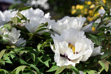 Şakayık çiçeği. Yeşil yapraklı büyük beyaz çiçekler. Zarif beyaz şakayık çiçekleri içinde sarı polenler bahçede çiçek açıyor. Çok güzel renkli şakayık, makro yakın plan. Aç