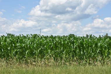 Yeşil mısır yaprakları. Mısır çiftliği. Mısır tarlasının fotoğrafı. İyi hasat, tarım kavramı. İlkbaharda ya da yazın başında mısır tarlası. Endüstriyel, saha manzaralı. Kimse yok. Çiftlik arazilerinde mevsimlik iş