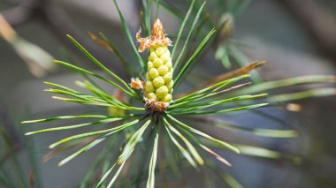 pinus resinosa. Ormandaki bir çam dalında taze kozalaklar. Red Pine, Pinus resinosa, Erkek Polen Konisi, Pinecone, Baharın Başları. Doğal arka plan, tıbbi, güzel kokulu iğneler
