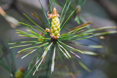pinus resinosa. Genç Pineoung kozalakları ormandaki bir çam dalında. Bahar başında Pinus resinosa, Erkek Polen Konisi, Pinecone. Doğal arka plan, tıbbi, güzel kokulu iğneler. Yakın plan Çam