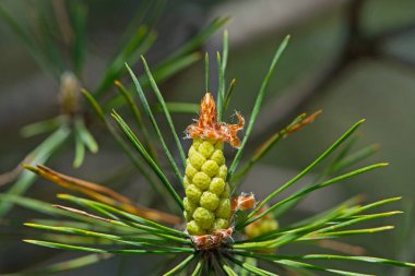 pinus resinosa. Ormandaki bir çam dalında taze kozalaklar. Red Pine, Pinus resinosa, Erkek Polen Konisi, Pinecone, Baharın Başları. Doğal arka plan, tıbbi, güzel kokulu iğneler