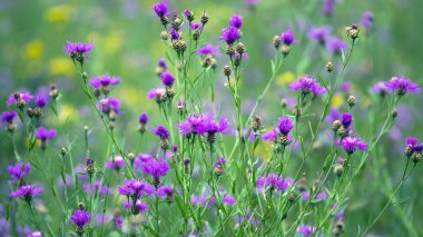 Centaurea jacea. Knapweed 'e yakın çekim. Yeşil yapraklardan oluşan bir arka planda mor parlak çiçek. Güzel bir botanik çiçeği geçmişi var. Yeşil çimenlikteki parlak kır çiçeklerinin çiçekli arka planı