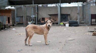 Bahçede büyük kızıl saçlı bir köpek. Köpekler için barınak, sevimli kızıl saçlı köpek. Evsiz aç köpek caddede yürüyor. ev hayvanı. Hayvan bakımı konsepti, evsiz sorunu, veteriner tıbbı..