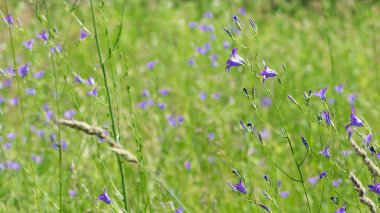 Mor çan çiçeği, Campanula Rapunculoides kır çiçeği. Çok güzel, narin bir çiçek çanı. mor parlak çanlar. Bahçede, çayırda güneşli bir resim. Çiçek arkaplanı