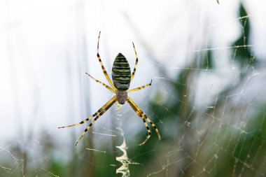 Büyük eşekarısı örümceği bulanık bir arka planda ağda oturur. Argiope Bruennichi ya da latin örümcek arısı. Bir araneomorph örümceği türü. makro, siyah-sarı erkek örümcek. Avcı ava çıktı.