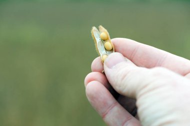 Glisin maksimum. Elde soya. Elit soya fasulyesi çiftçinin elinde, parmaklarını tutuyor. Bir sürü soya fasulyesi. Sonbahar sezonu. Hasat, sonbahar hasadı, yakın çekim, makro fotoğraf.